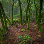 Pixel Stock Wallpapers
